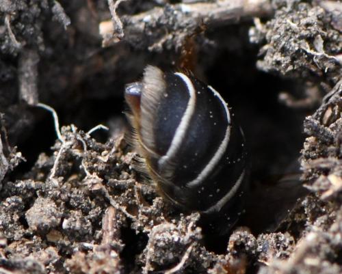 Andrena sp.
